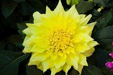 《Red Rogue Sea》序章免费发布 肉鸽构建海战模拟